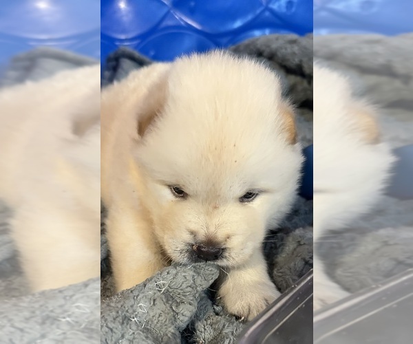 Medium Photo #7 Chow Chow Puppy For Sale in FONTANA, CA, USA