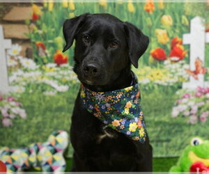 Labrador Retriever Dogs for adoption in Placerville, CA, USA