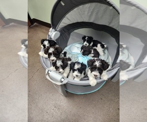 Schnauzer (Miniature) Puppy for sale in GREENBRIER, TN, USA