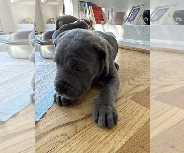Medium Photo #1 Cane Corso Puppy For Sale in SUFFOLK, VA, USA