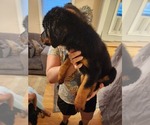 Small #16 Rottweiler
