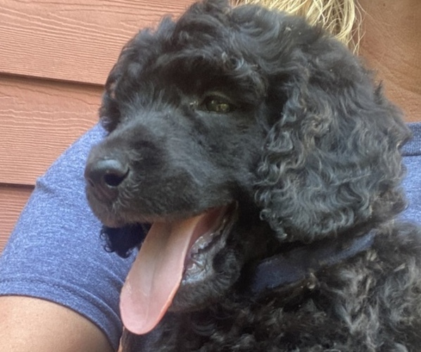 Medium Photo #1 Poodle (Standard) Puppy For Sale in ASHLAND CITY, TN, USA