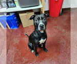 Small #26 American Pit Bull Terrier