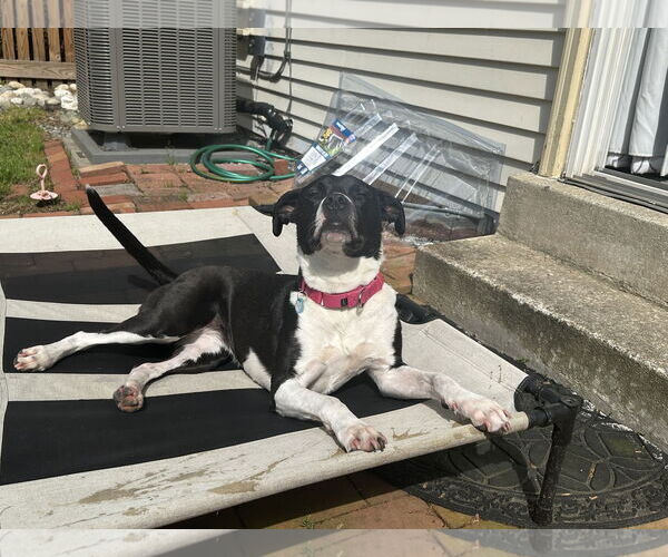 Medium Photo #3 Mutt Puppy For Sale in Derwood, MD, USA