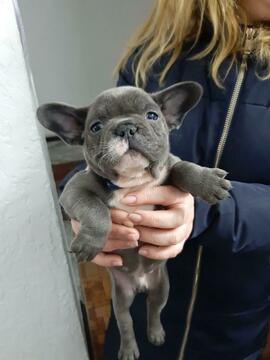 Medium Photo #5 French Bulldog Puppy For Sale in GRANADA HILLS, CA, USA
