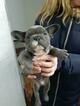 Small Photo #5 French Bulldog Puppy For Sale in GRANADA HILLS, CA, USA