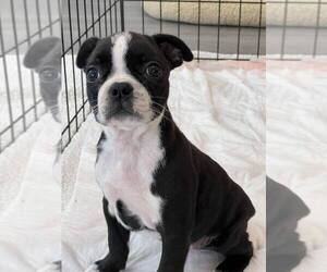Boston Terrier Puppy for sale in PLAINFIELD, IN, USA