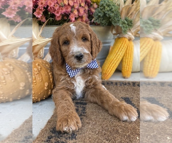 Medium Photo #6 Irish Doodle Puppy For Sale in WOOSTER, OH, USA