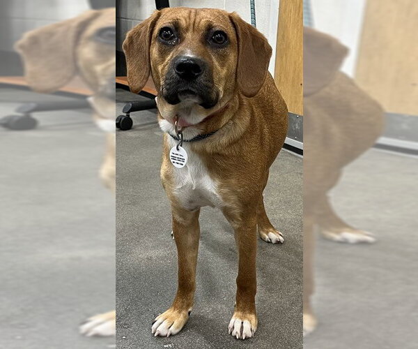 Medium Photo #1 Black Mouth Cur-Unknown Mix Puppy For Sale in Forestville, MD, USA