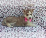 Small Photo #4 Siberian Husky Puppy For Sale in LANCASTER, PA, USA
