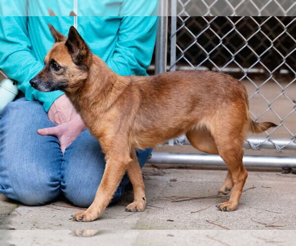 Medium Photo #1 Mutt Puppy For Sale in Ellijay, GA, USA