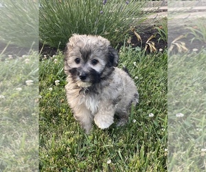 La-Chon Puppy for sale in SENECA FALLS, NY, USA