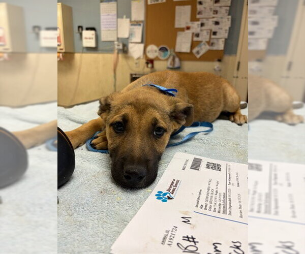 Medium Photo #1 German Shepherd Dog-Unknown Mix Puppy For Sale in Riverside, CA, USA