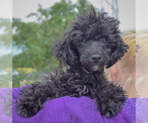 Leon - Male Maltese-Unknown Mix Dog for Adoption - Photo #6
