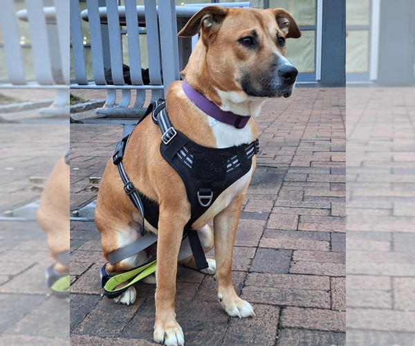 Medium Photo #1 Labrador Retriever-Mountain Cur Mix Puppy For Sale in Greenbelt, MD, USA