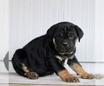 Small #1 Cane Corso