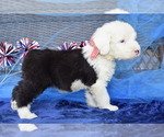 Image preview for Ad Listing. Nickname: AKC Bentley