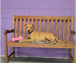 Small #1 Labrador Retriever Mix