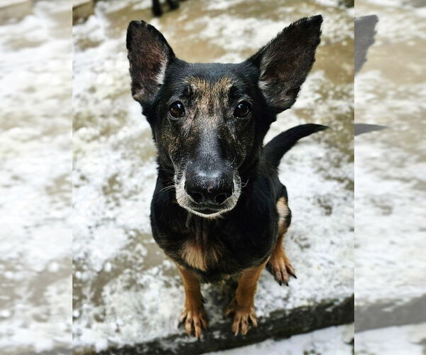 Medium Photo #2 German Shepherd Dog Puppy For Sale in Chicago, IL, USA