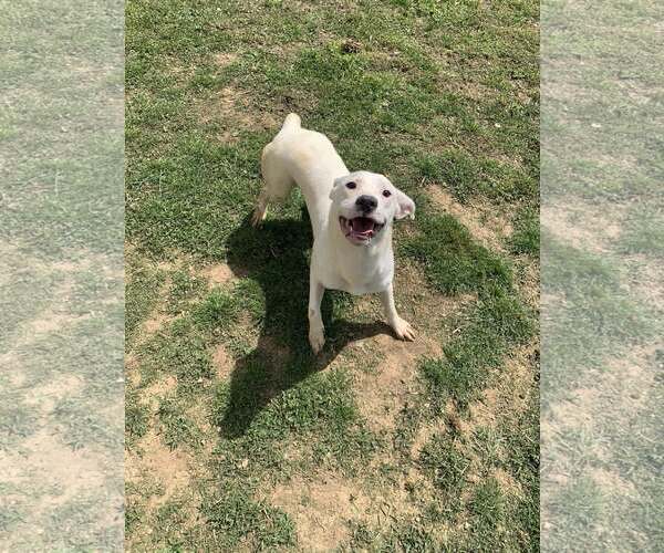 Medium Photo #1 Labrador Retriever Puppy For Sale in Fairfield, IL, USA