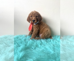 Goldendoodle (Miniature) Puppy for sale in ORLANDO, FL, USA