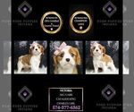 Puppy AKC Victoria CL Cavalier King Charles Spaniel