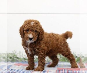 Goldendoodle Puppy for sale in EAST EARL, PA, USA