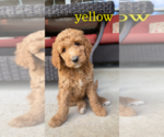 Small Photo #1 Goldendoodle Puppy For Sale in FRONTENAC, KS, USA