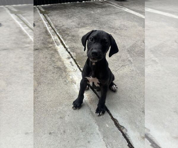 Medium Photo #3 Labrador Retriever-Unknown Mix Puppy For Sale in Elmsford, NY, USA