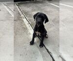 Small #2 Labrador Retriever Mix