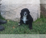 Puppy 6 Bernedoodle