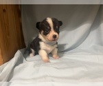 Puppy Puppy 7 Pembroke Welsh Corgi