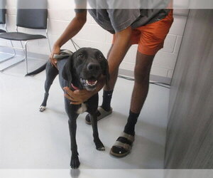 Labrador Retriever-Unknown Mix Dogs for adoption in Ocala, FL, USA