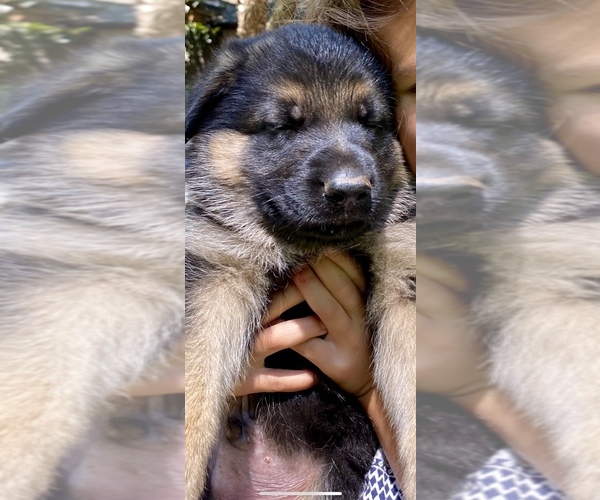 Medium Photo #2 German Shepherd Dog Puppy For Sale in CHARLOTTE, NC, USA