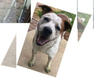 Treasure - Male Boxer-Unknown Mix Dog for Adoption - Photo #13