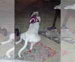 Small #2 American Pit Bull Terrier Mix