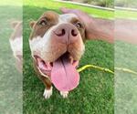 Small #1 American Staffordshire Terrier Mix