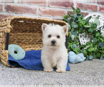 Small #5 West Highland White Terrier