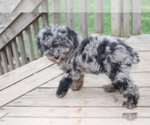 Aussie-Poo Puppy for sale in MINEOLA, TX, USA
