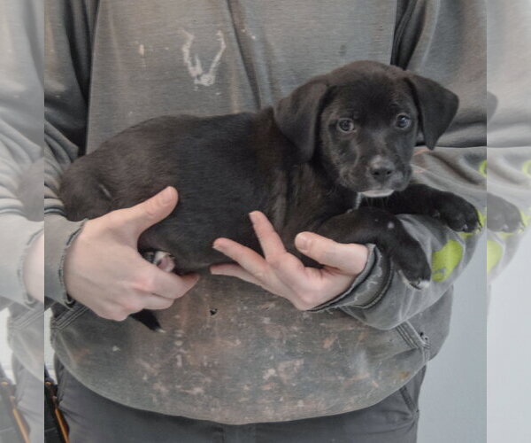 Medium Photo #2 Boxer-Unknown Mix Puppy For Sale in Huntley, IL, USA