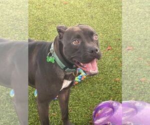 Elliot - Male Mutt Dog for Adoption - Photo #42