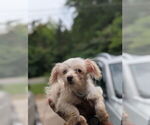 Small #2 Biewer Yorkie