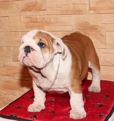Bulldog Puppy for sale in PLANO, TX, USA