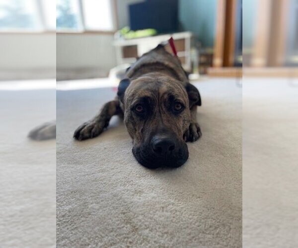 Medium Photo #1 American Pit Bull Terrier-Unknown Mix Puppy For Sale in Calgary, Alberta, Canada