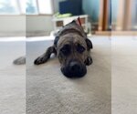 Small American Pit Bull Terrier Mix