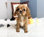 Small Photo #3 Cavalier King Charles Spaniel Puppy For Sale in GREENWOOD, IN, USA