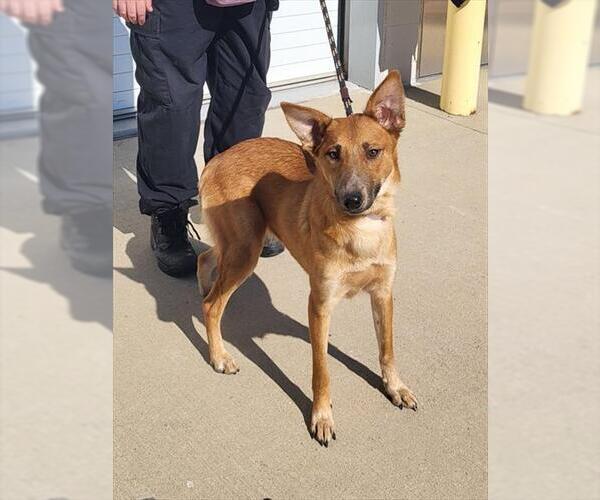 Medium Photo #2 Australian Kelpie-Unknown Mix Puppy For Sale in Louisville, KY, USA