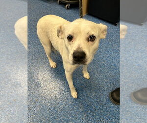 Mutt Dogs for adoption in Tarboro, NC, USA