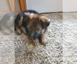 Small Photo #5 German Shepherd Dog Puppy For Sale in JONESBOROUGH, TN, USA