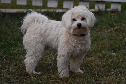 Medium Photo #1 Coton de Tulear Puppy For Sale in FELTON, PA, USA